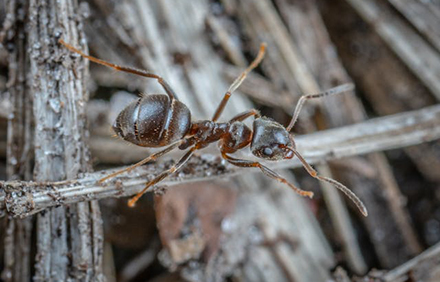 נמלת אש. צילום: Egor Kamelev, Pexels