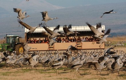 נסיעה בעגלת מסתור בין אלפי עגורים. צילום: ארכיון הצילומים של קק"ל