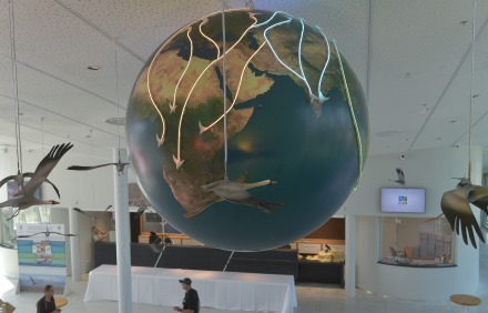 לאן נודדות הציפורים? גלובוס הלדים. צילום: מיכאל חורי, ארכיון הצילומים של קק"ל