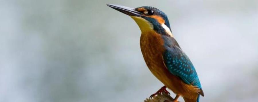 השלדג הגמדי המרהיב מגיע לאגמון החולה קק"ל כבר באמצע יולי. צילום: pixabay