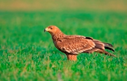 עיט בשדות החולה. מגיע עם ההתקררות. צילום: תומס קרומנקר