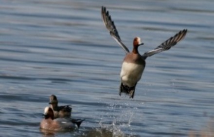 ברווזים משתעשעים באגמון החולה. צילום: רותי רם