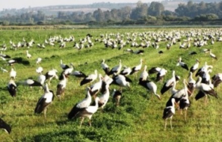 פותחות את עונת הנדידה. החסידות. צילום: עינבר רובין