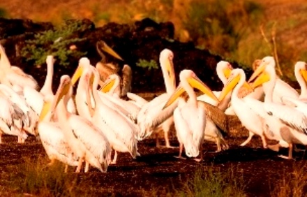 מוטת כנפיים עד שלושה מטרים, השקנאי. צילום: תומס קרומנקר