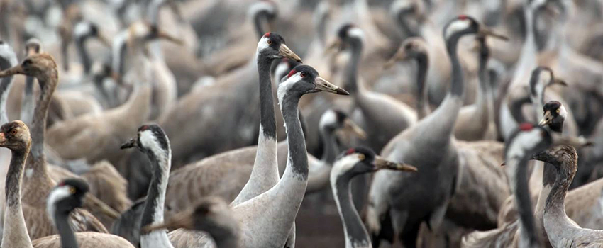 שומרים על חייהם. עגורים אפורים באגמון קקל החולה. צילום: ירון צ'רקה, ארכיון הצילומים של קקל