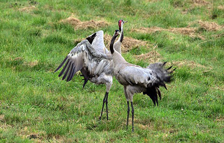 זוג עגורים בריקוד חיזור. צילום: Artur Pawlak, Pixabay