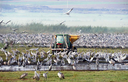 האכלת עגורים באגמון החולה. צילום: ארכיון הצילומים של קקל