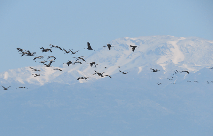 עגורים על רקע החרמון המושלג. צילום: עינבר שלומית רובין