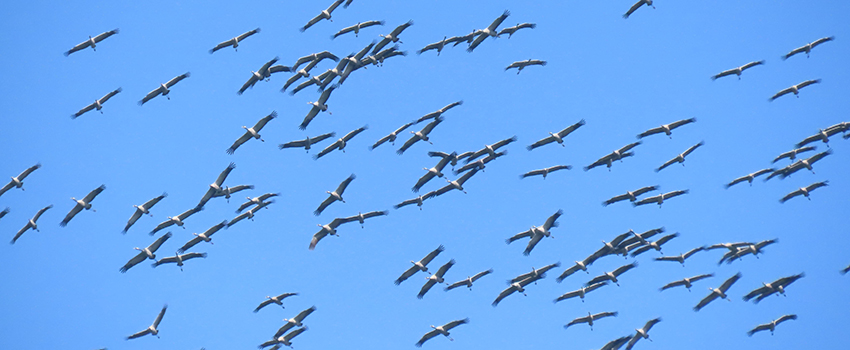עגורים בשמי אגמון החולה-קקל באימוני נדידה. צילום: עינבר שלומית רובין