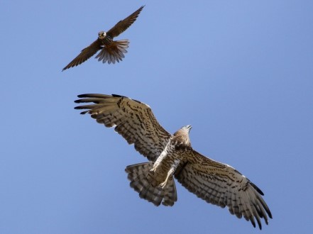 בז עצים תוקף חיוויאי נחשים ליד קינו ביער יתיר צילום: ירון צ'רקה
