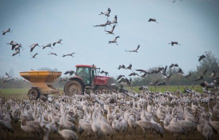 צילום: אנצ'ו גוש, ארכיון הצילומים של קק"ל