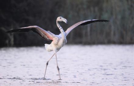 פלמינגו גדול בפארק הצפרות האילת. צילום: נועם וייס