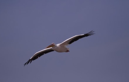 שקנאי בשמי ישראל. צילום: ירון צ'רקה