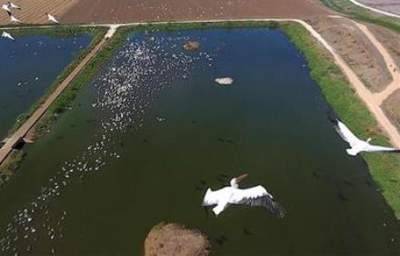 שקנאים חגים מעל הדגים בפארק הצפרות של עין החורש. צילום: חיים שפיר