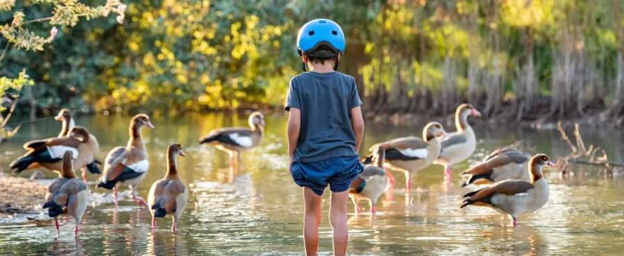 צפרתון קק"ל. צילום: דרור שמחוני