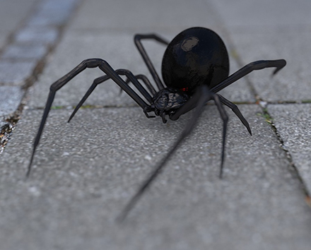 אלמנה שחורה. צילום: Pixabay 