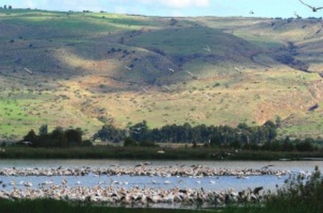 אגמון החולה, מראה כללי. צילום: עודד דיין