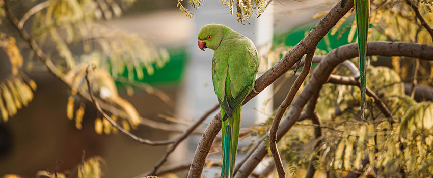 כבר מזמן לא תוכי שיצא לחופשי. הדררה המצויה. צילום: Dhally Romy, Pexels