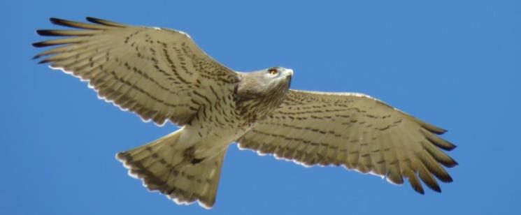 חיוויאי בשמיים