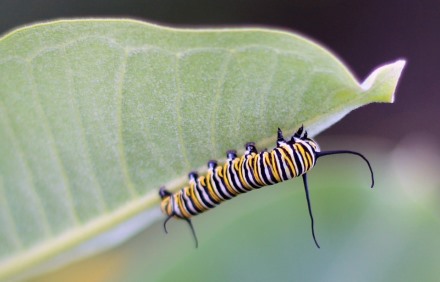 זחל של דנאית מלכותית. צילום: pixabay
