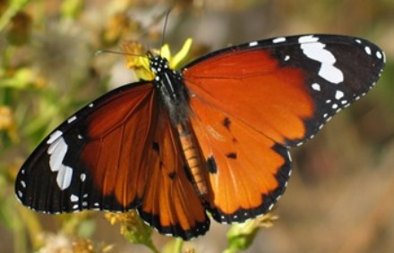 דנאית הדורה במלוא הדרה. צילום: דר רחלי שוורץ צחור