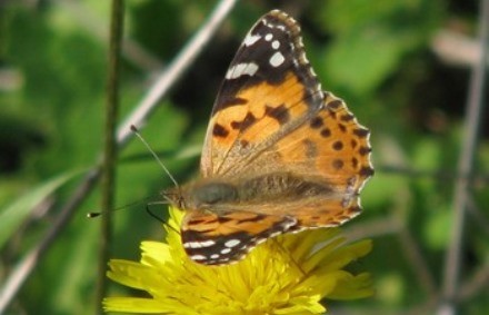 נימפית החורשף בשעת הסעודה. צילום: דר רחלי שוורץ צחור
