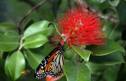 צבעי אזהרה. דנאית מלכותית. צילום: pixabay
