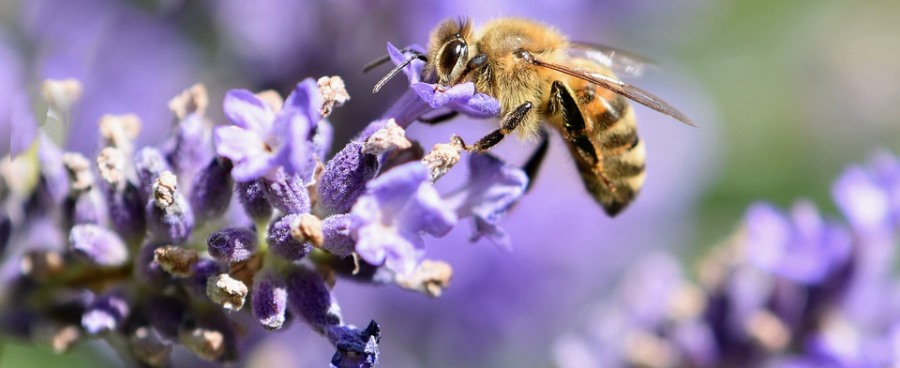 אפשר ללטף אותה בזמן שהיא מוצצת צוף: דבורת הדבש. צילום: Pixabay