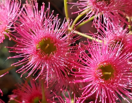 פריחת איקליפטוס לויקוקסילון. צילום: טובית שפירא, קקל