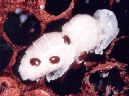 אקרית הוורואה על גולם של דבורת הדבש. צילום: ויקישיתוף