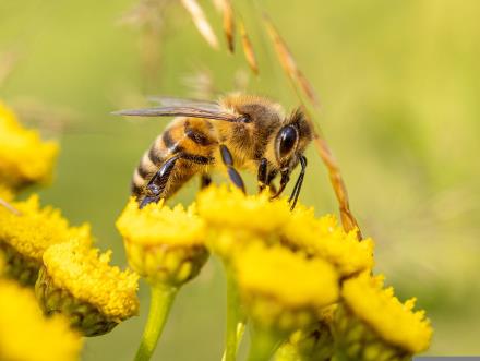 מעבירה את גרגרי האבקה מפרח לפרח. דבורת דבש. צילום: pixabay