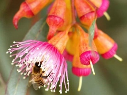 דבורה מוצצת צוף מפרח איקליפטוס. צילום: יוסי סלבצקי, ארכיון הצילומים של קקל