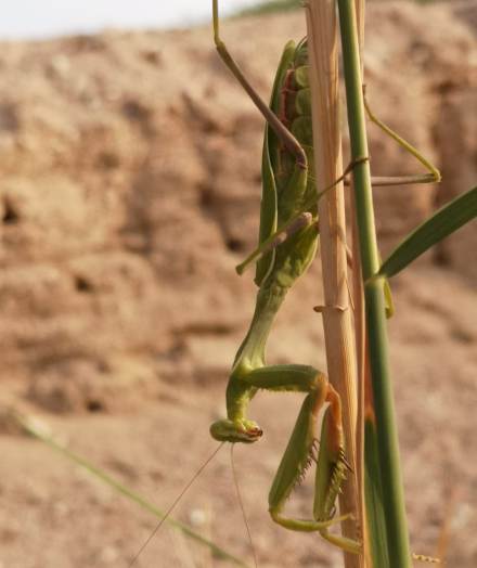 גמל שלמה. צילום: ירדן ילובסקי, ארכיון הצילומים של קקל