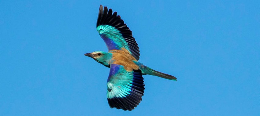 כחל. צילום: ירון צ'רקה, כנפי קק"ל