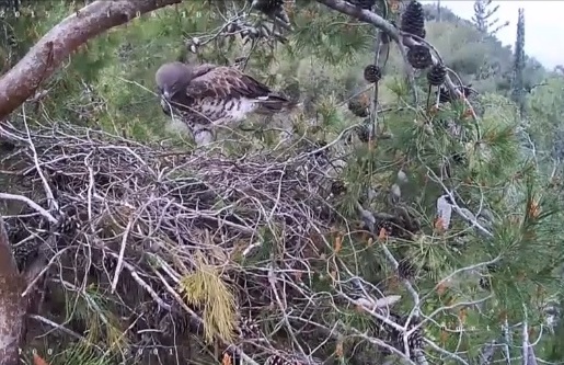 ציפור מרפדת את הקן