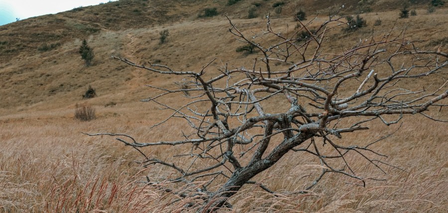 צילום: unsplash