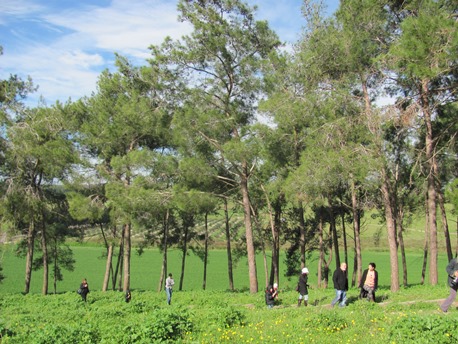 יער משמר העמק. צילום: אדוה קימפלד
