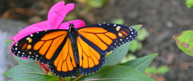 פשוט מלכה! הדנאית המלכותית. צילום: pixabay