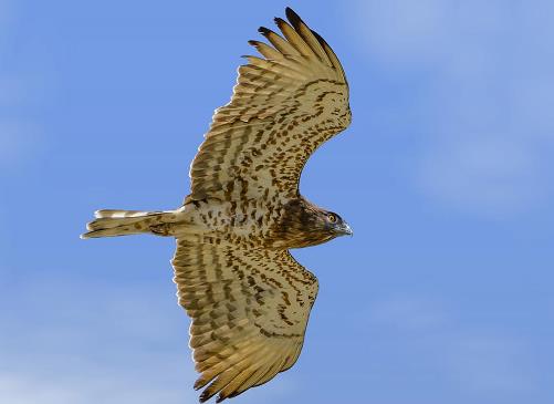 חיוויאי בשמיים