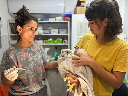 בכלוב האקלוםהעקב מטופל במרכז האקלום. צילום: עינבר רובין, אגמון החולה קקל