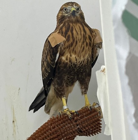 העקב בכלוב האקלום. צילום: עינבר רובין, אגמון החולה קקל