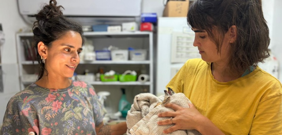 צילום: עינבר רובין, אגמון החולה קקל