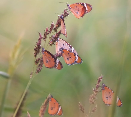 צילום: עינבר שלומית רובין, אגמון החולה קקל
