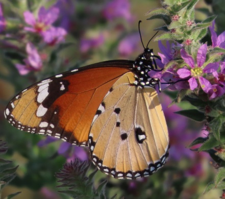 צילום: עינבר שלומית רובין, אגמון החולה קקל
