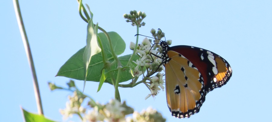 צילום: עינבר שלומית רובין, אגמון החולה קקל