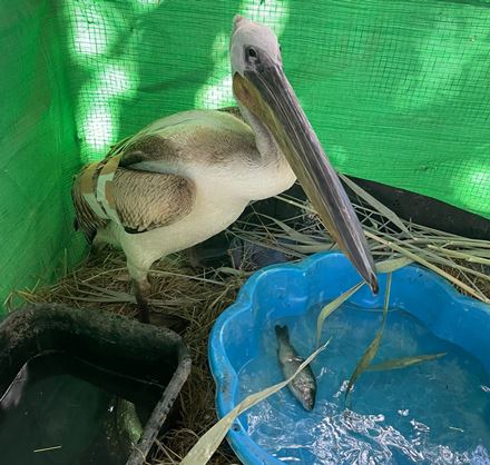 השקנאי הפצוע בתקופת ההחלמה. צילום: אגמון החולה קקל