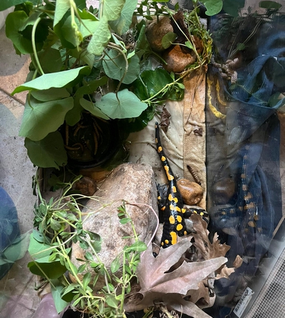 הדמיית סביבת המחייה הטבעית לצורך שיקום – צילום: צוות מרכז האקלום לחיות בר