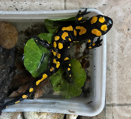 נמצאת בסכנת הכחדה – צילום: צוות מרכז האקלום לחיות בר