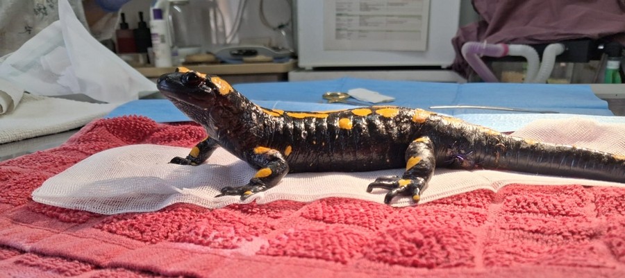 הסלמנדרה הפגועה מטופלת באהבה. צילום: צוות מרכז האקלום לחיות בר