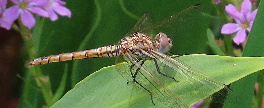 גיחנית ארגמן באגמון קקל החולה. צילום: עינבר שלומית רובין, ארכיון הצילומים של קקל